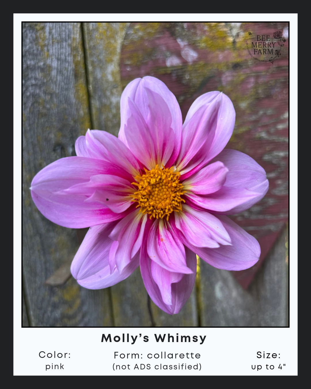 Mollys Whimsy.png