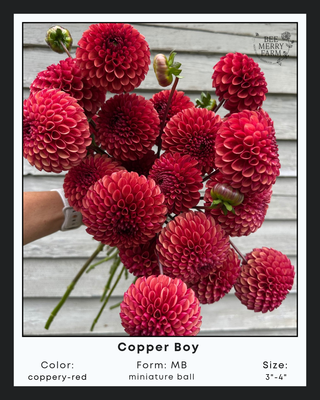 Copper Boy