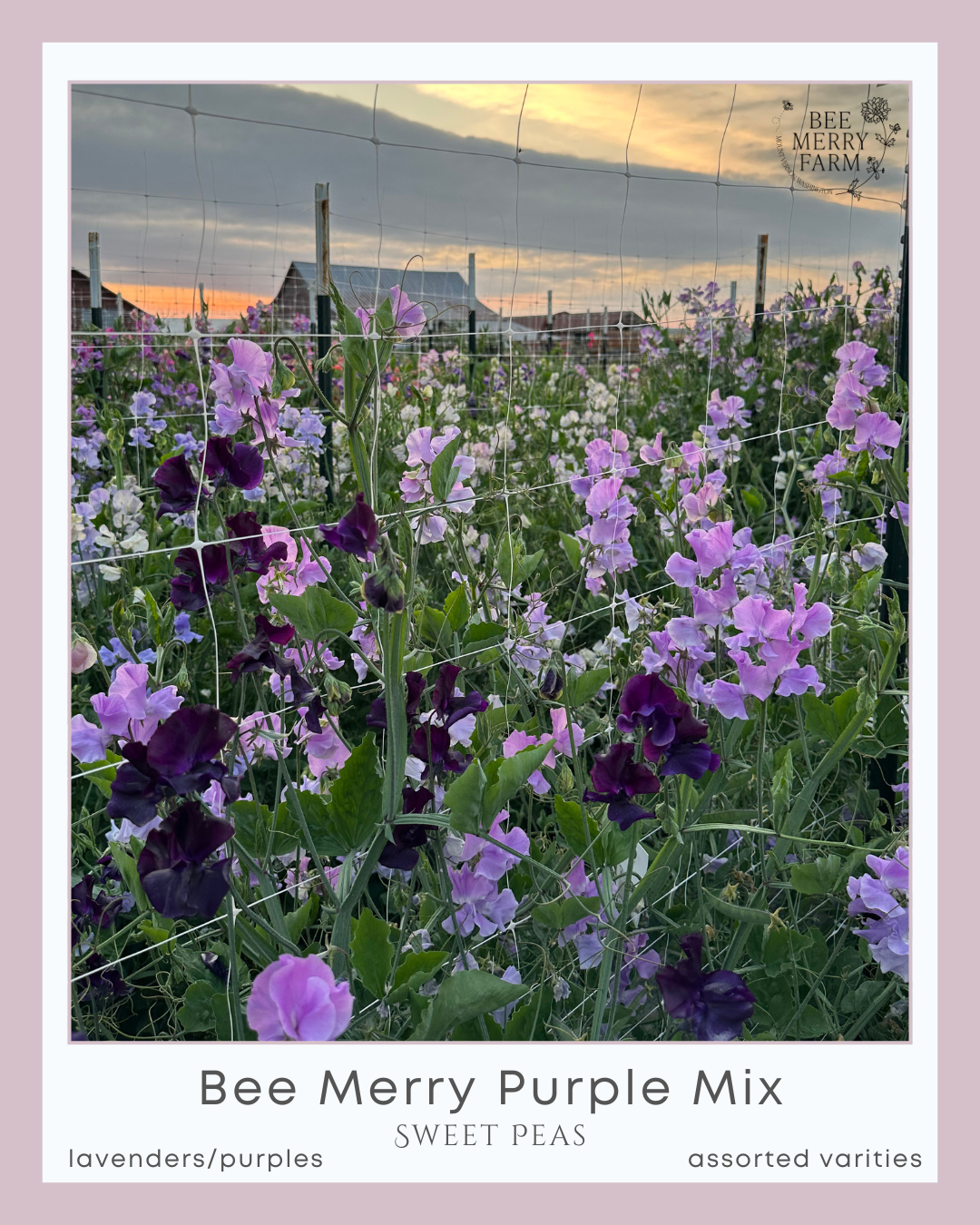 BM Purple Mix-2.png