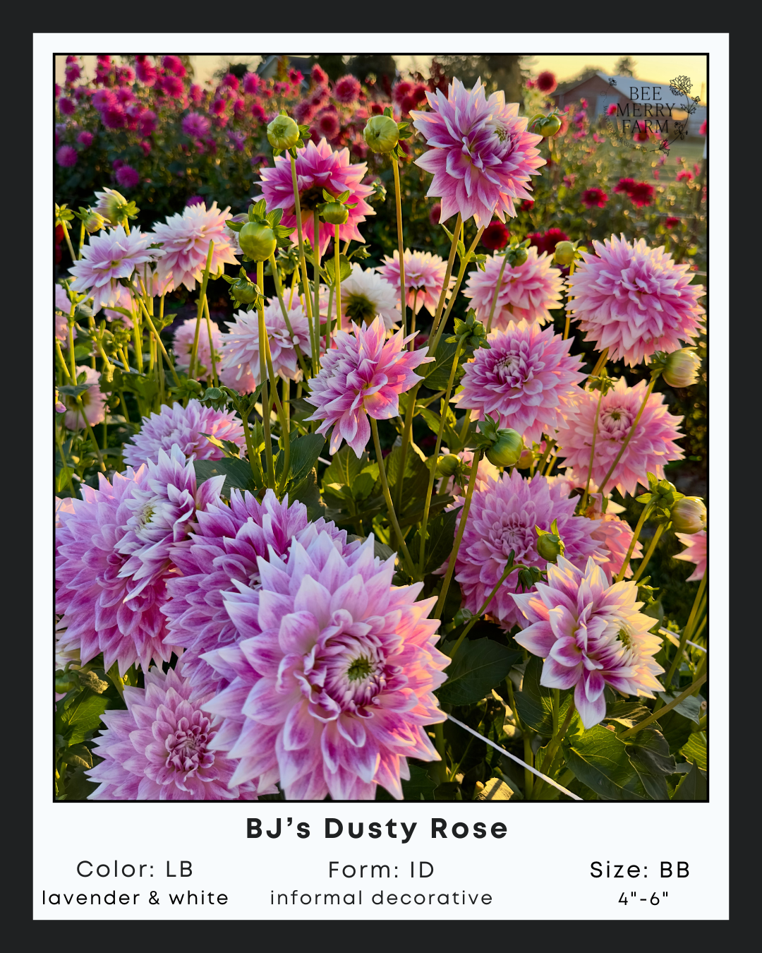 BJs Dusty Rose-1.png