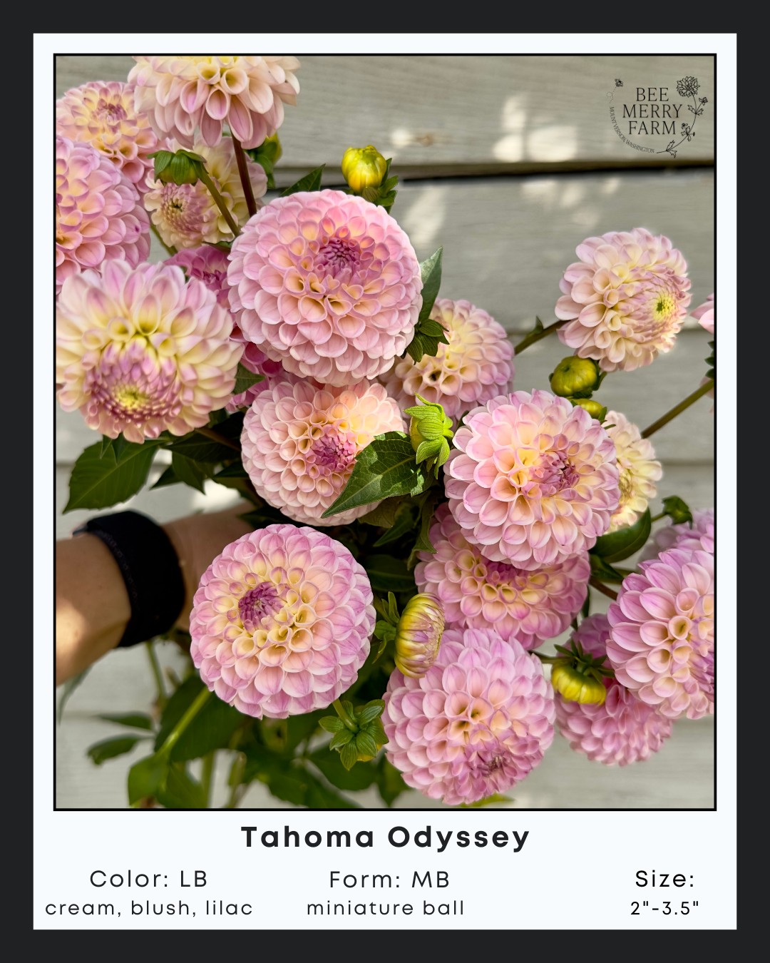 Tahoma Odyssey-1.png