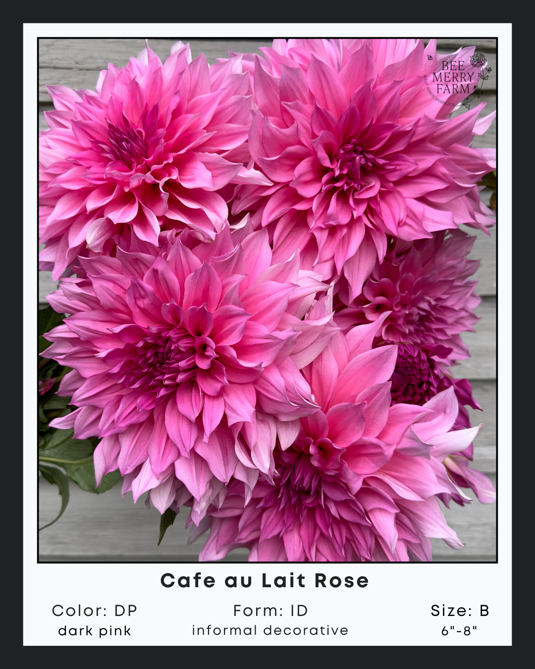 Cafe au Lait Rose-1.png