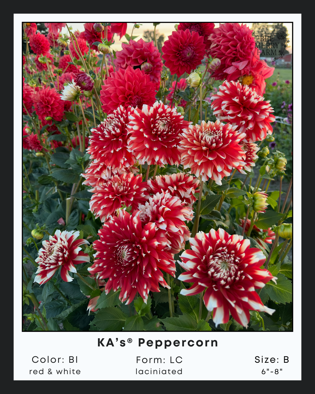 KAs Peppercorn-1.png