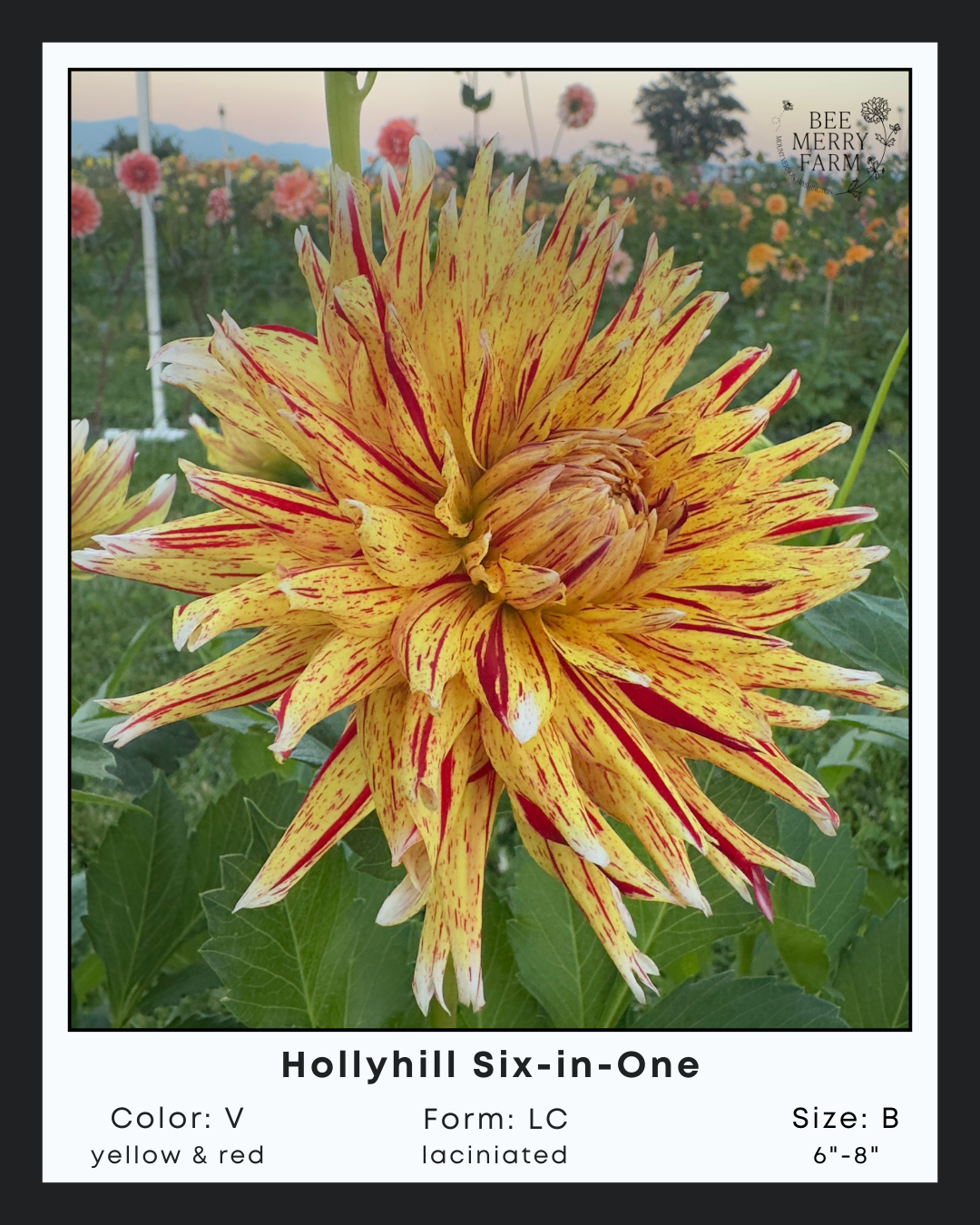 Hollyhill Six in One-2.png