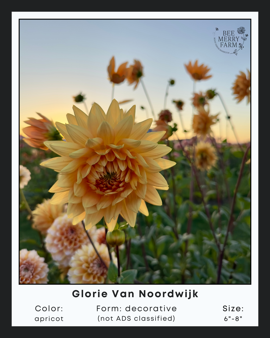 Glorie Van Noordwijk-1.png