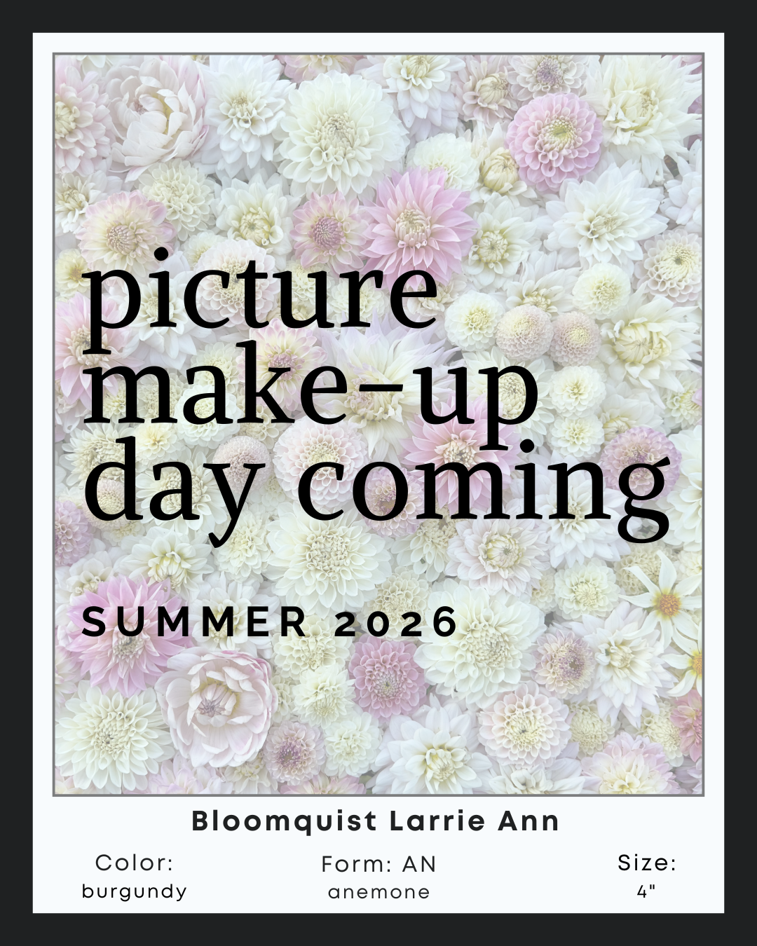 Bloomquist Larrie Ann