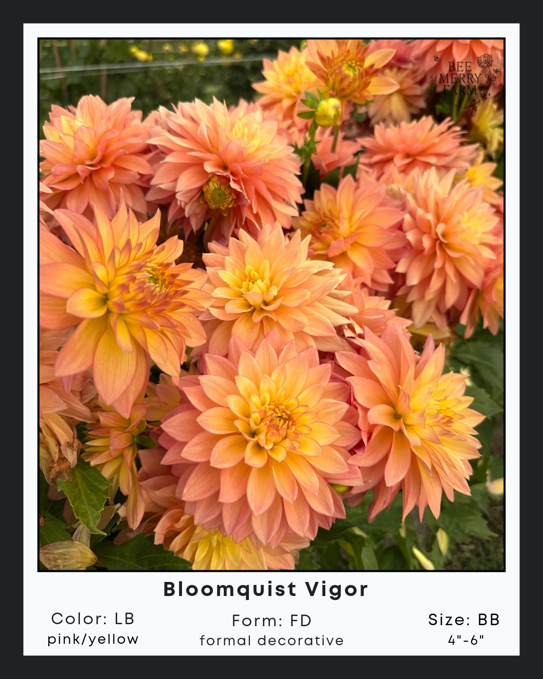 BQ Vigor.png