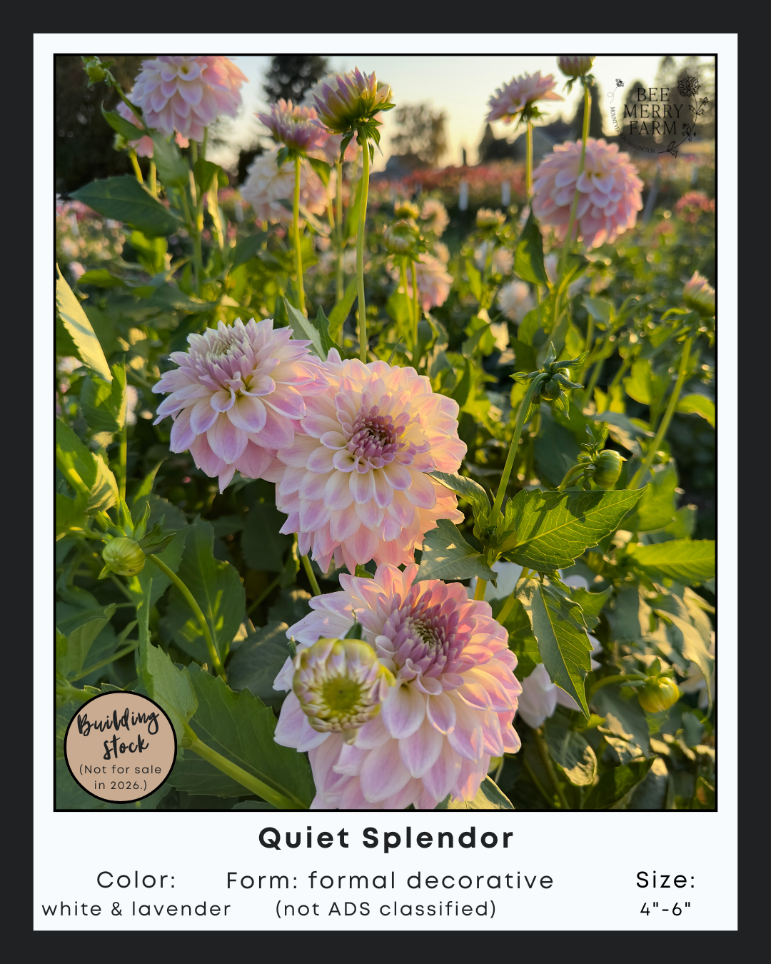 Quiet Splendor-2.png