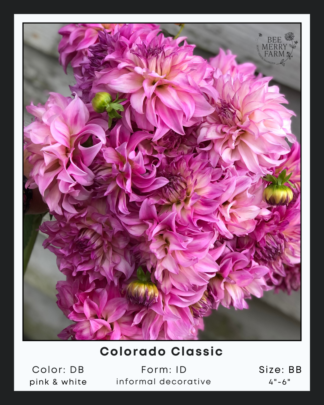 Colorado Classic-1.png