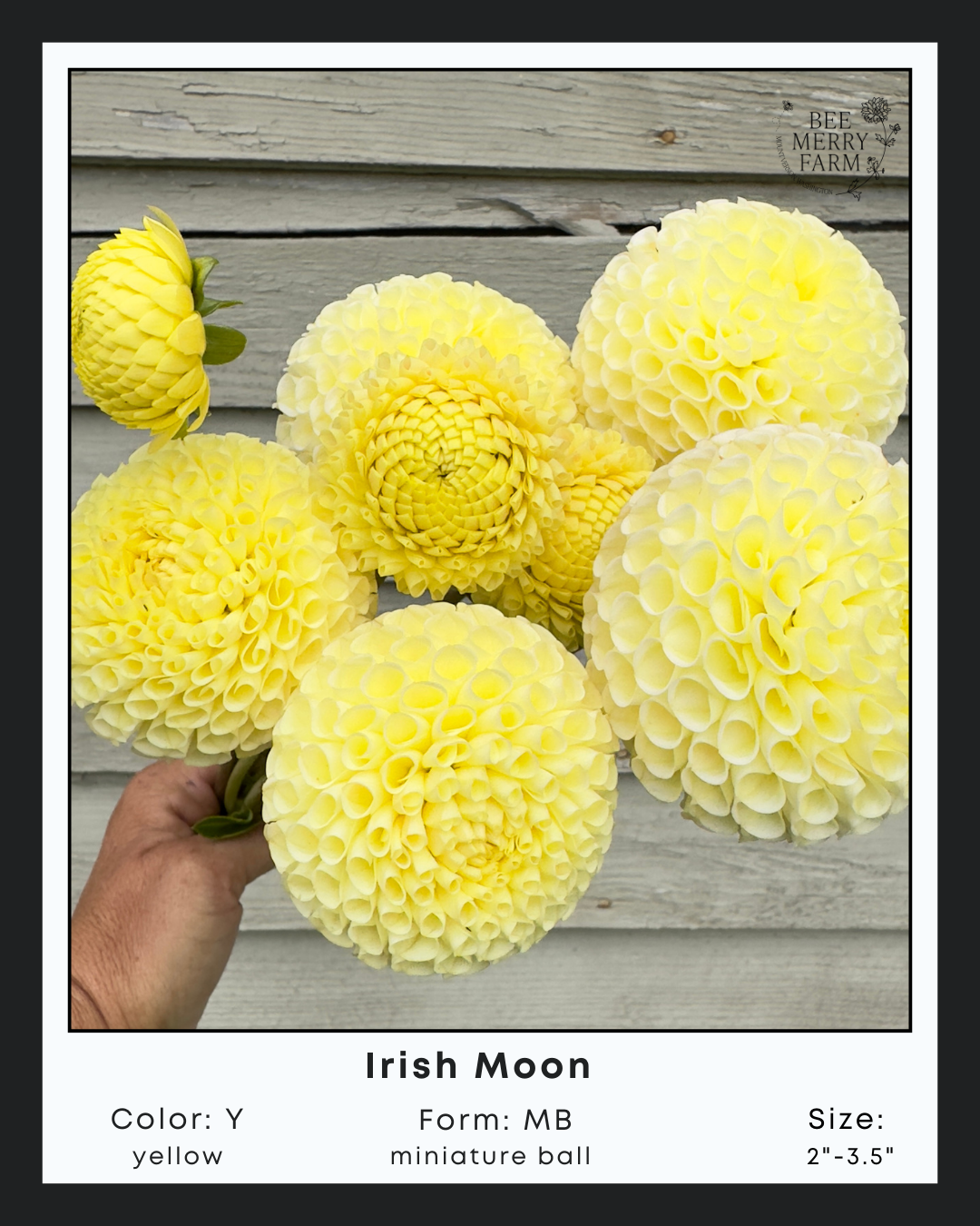 Irish Moon