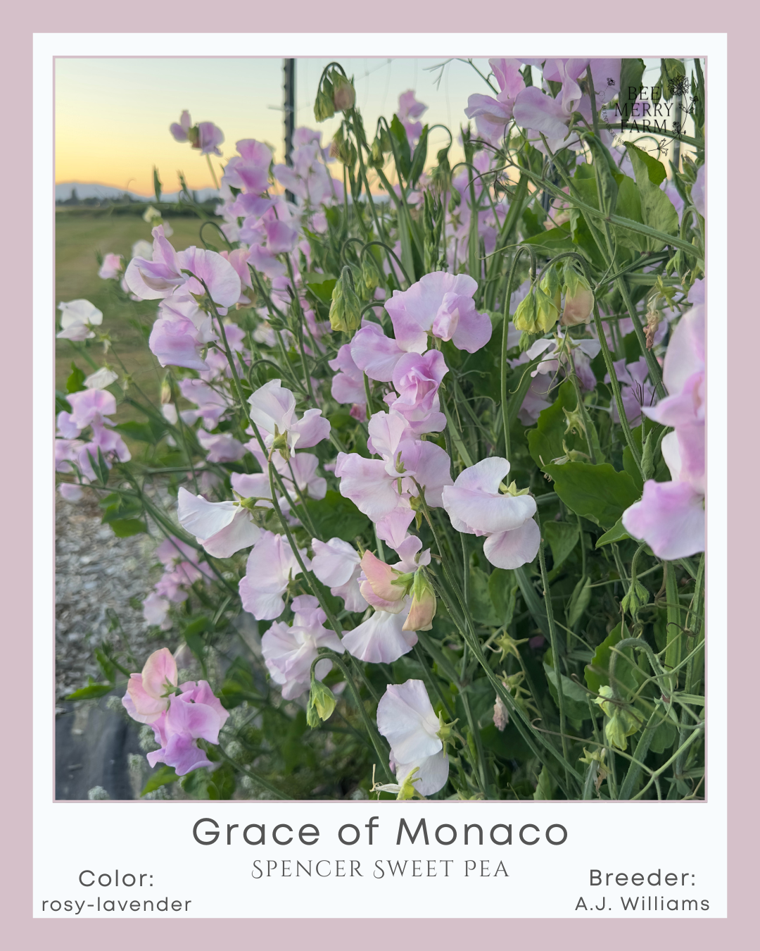 Sweet Pea: Grace of Monaco