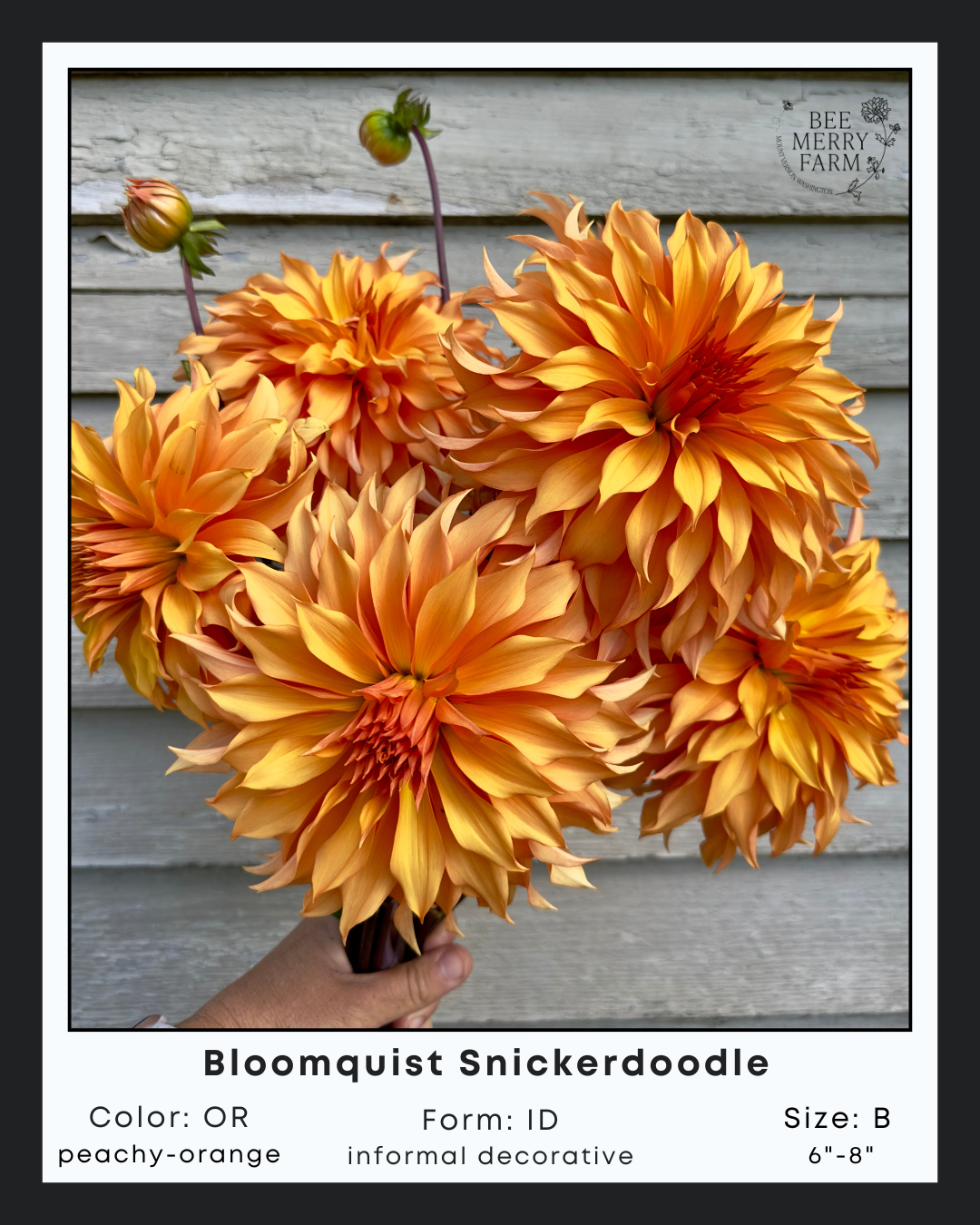 BQ Snickerdoodle-2.png