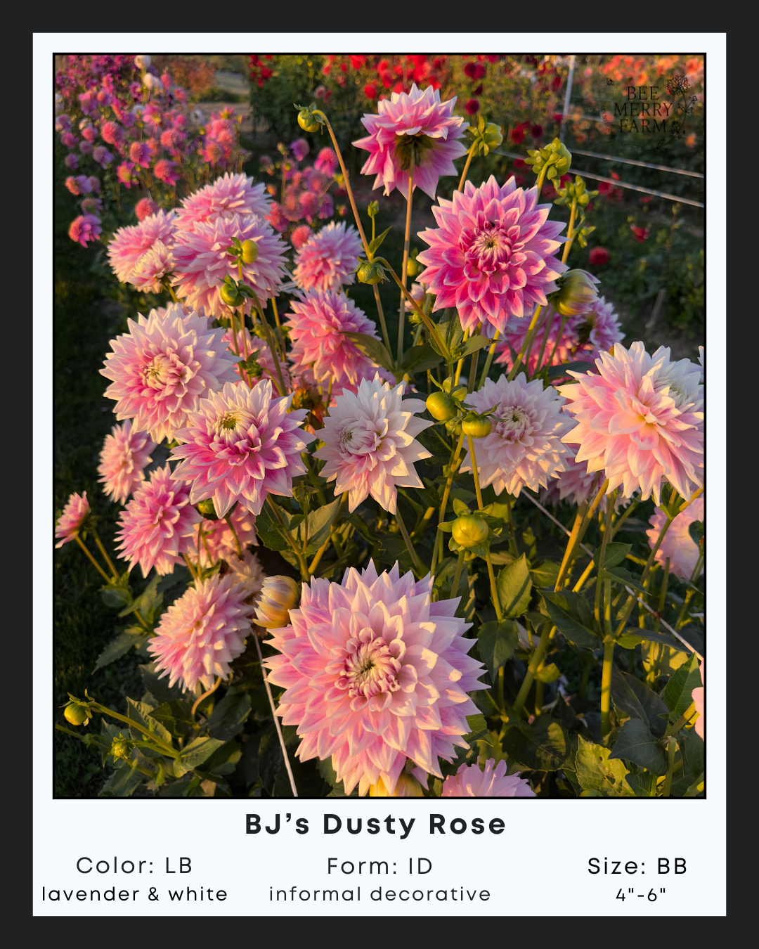 BJs Dusty Rose-3.png
