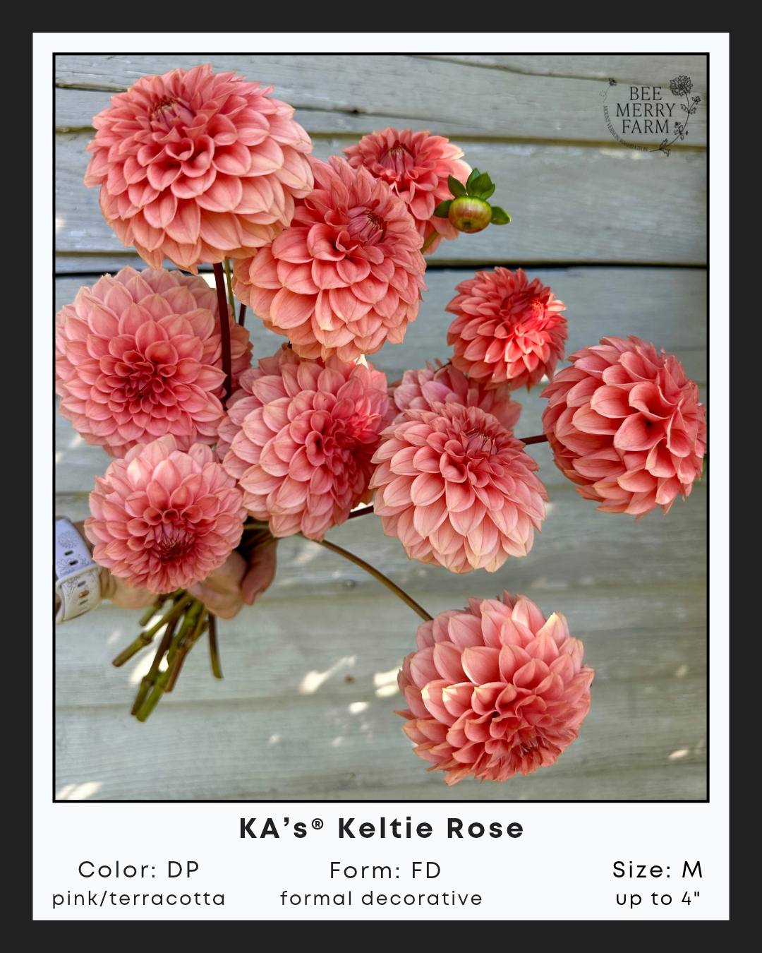 KA’s® Keltie Rose