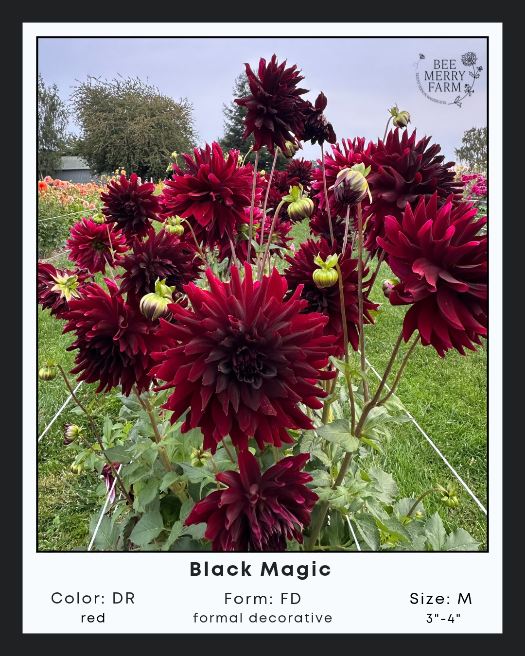 Black Magic.png