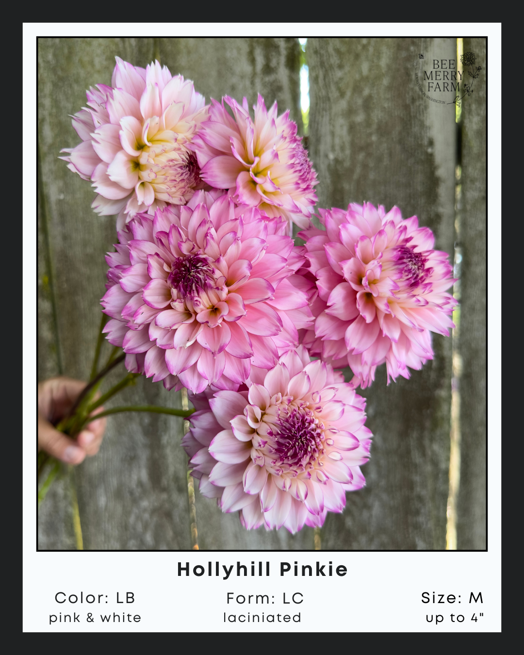 Hollyhill Pinkie-2.png