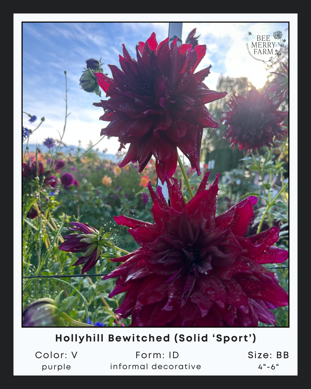 Hollyhill Bewitched-Sport.png