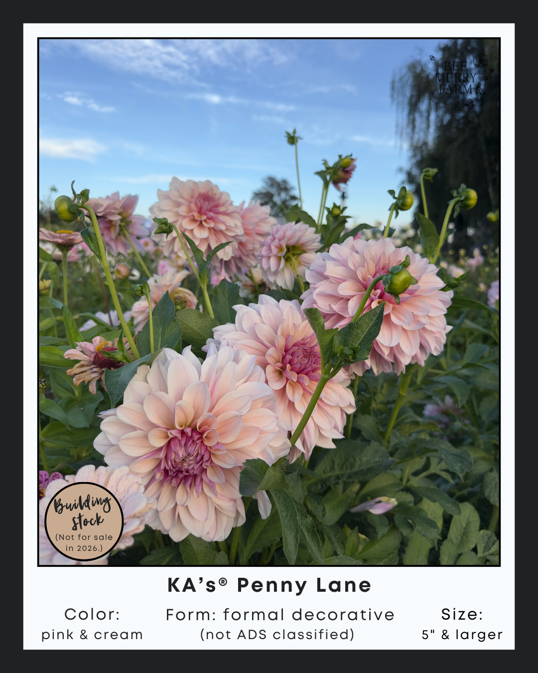 KAs Penny Lane-1.png