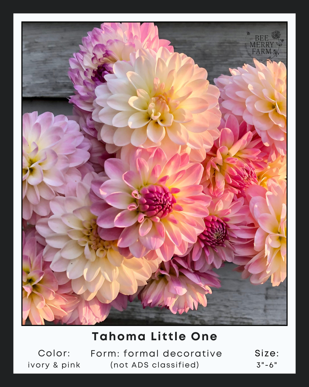 Tahoma Little One-1.png