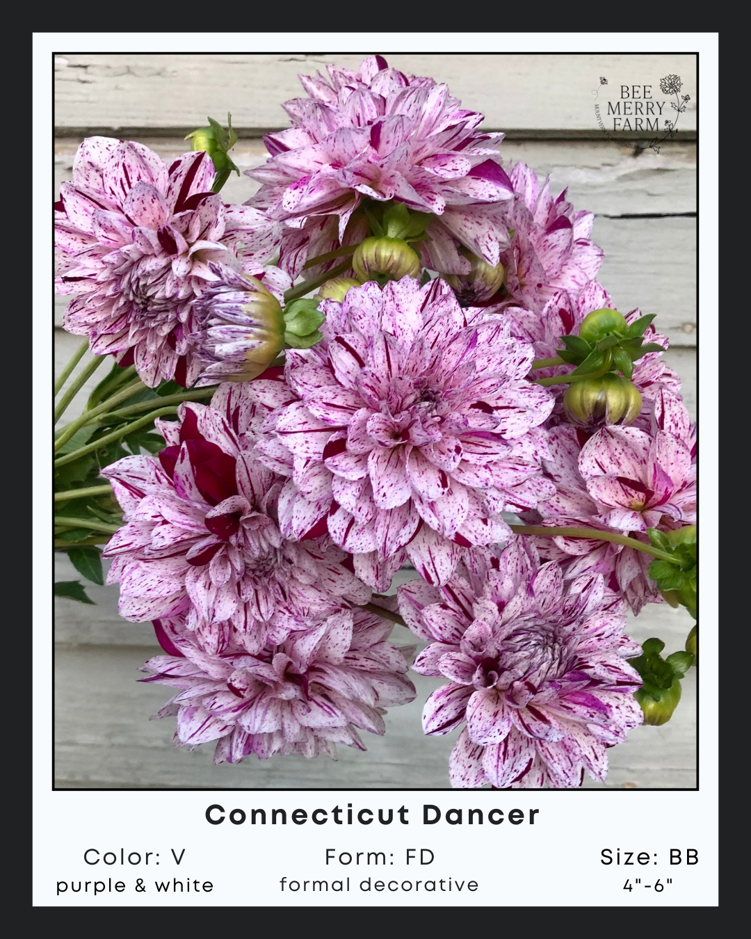 Connecticut Dancer-1.png