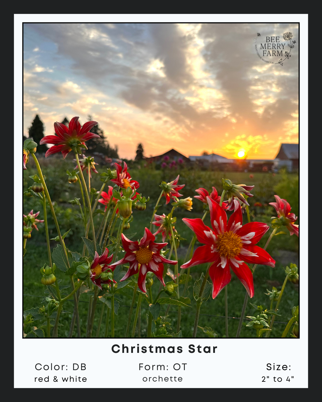 Christmas Star
