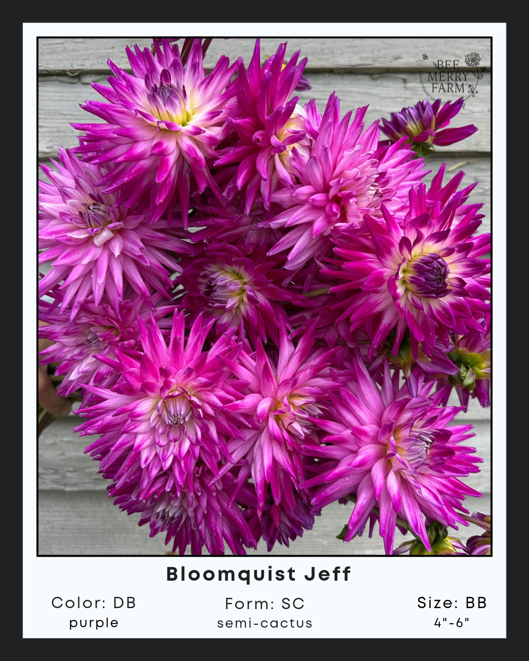 BQ Jeff.png