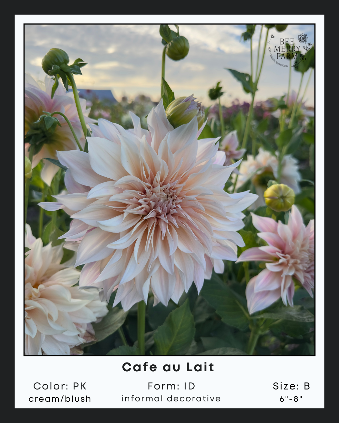 Cafe au Lait-2.png