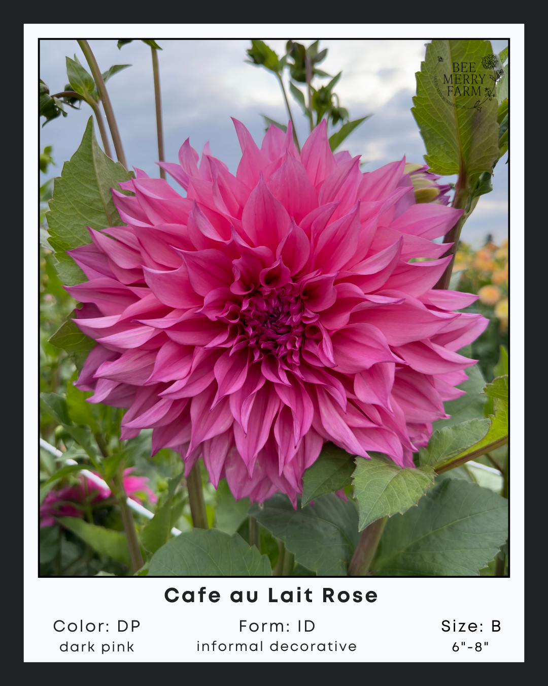 Cafe au Lait Rose-2.png