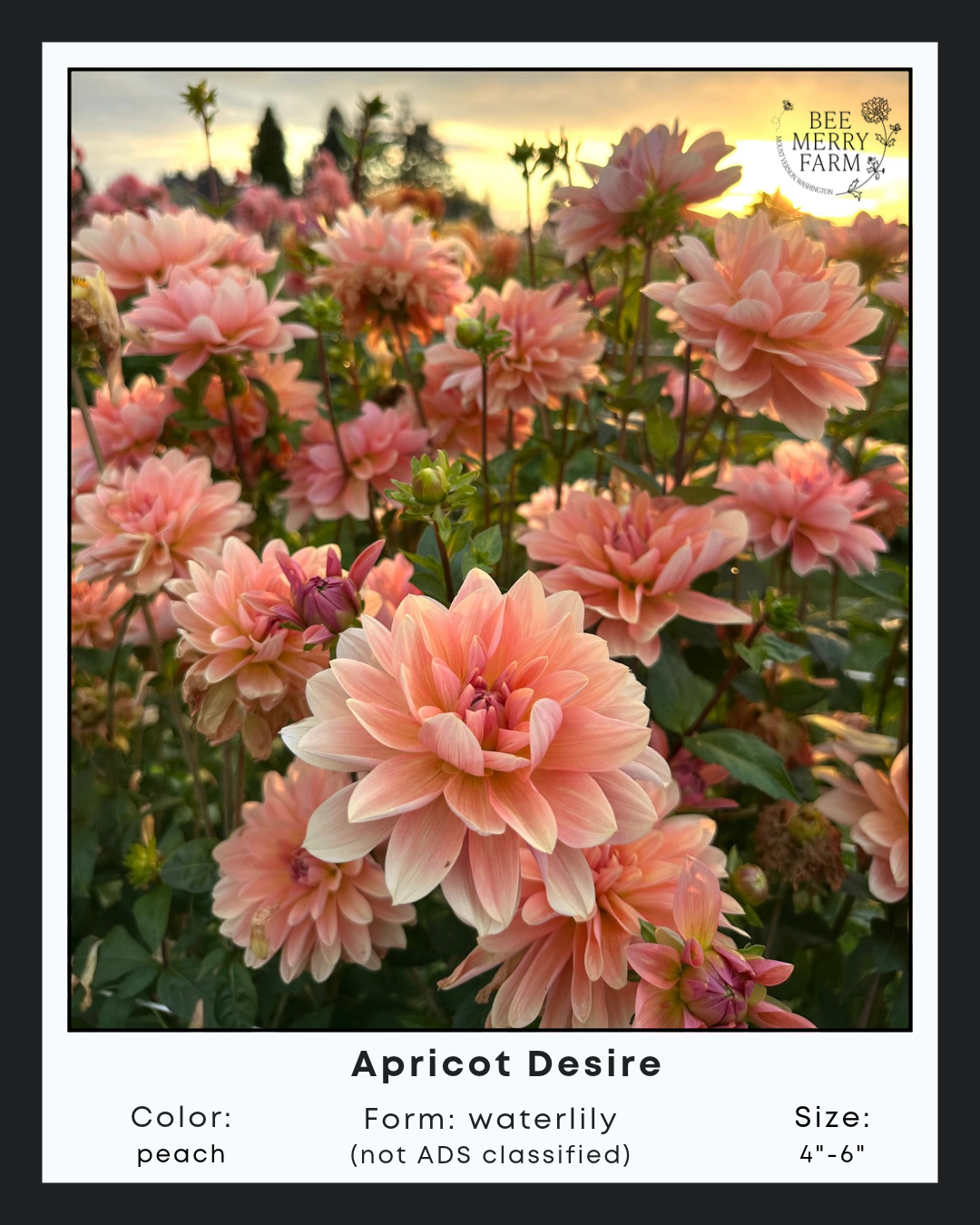 Apricot Desire.png