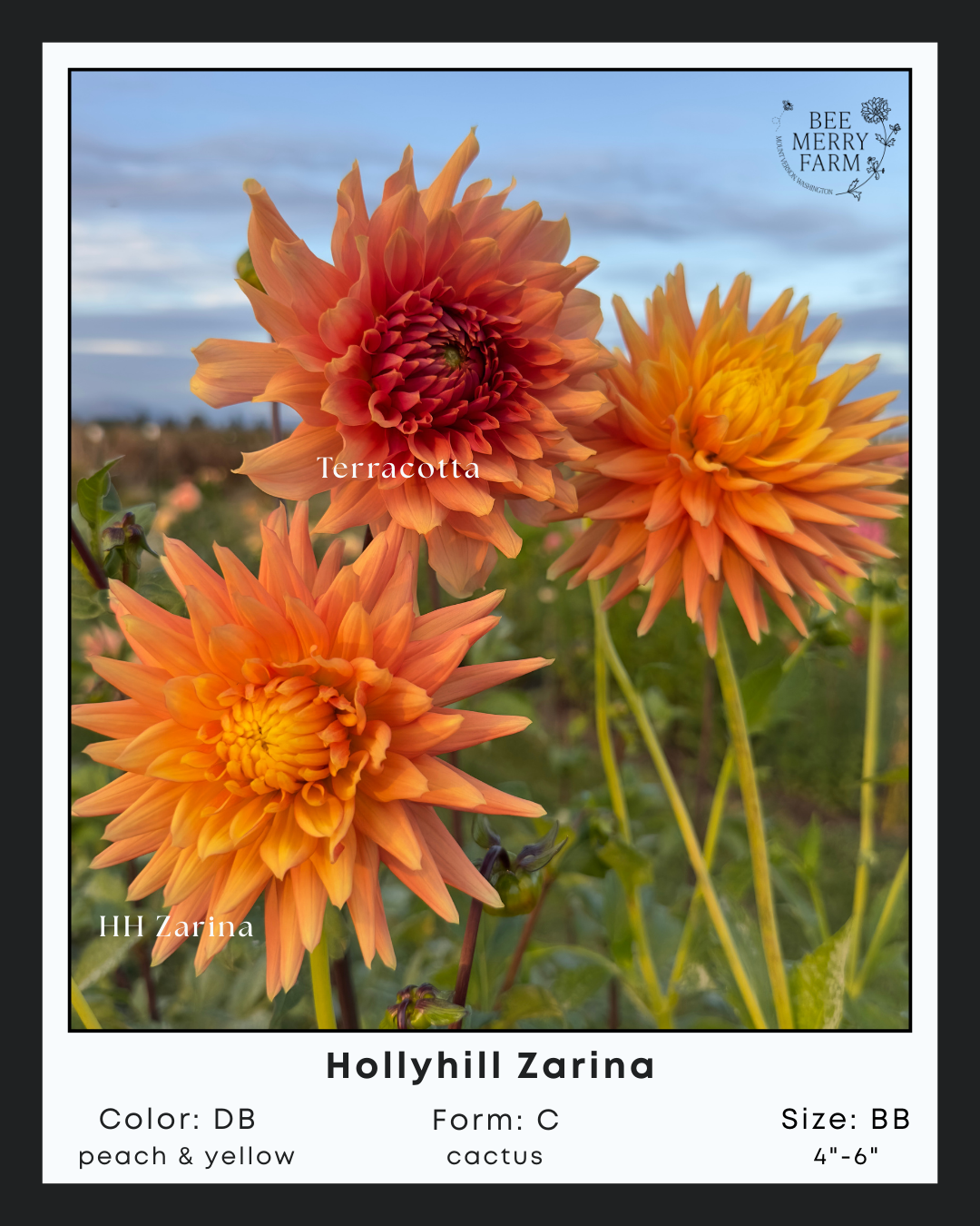 Hollyhill Zarina-1.png