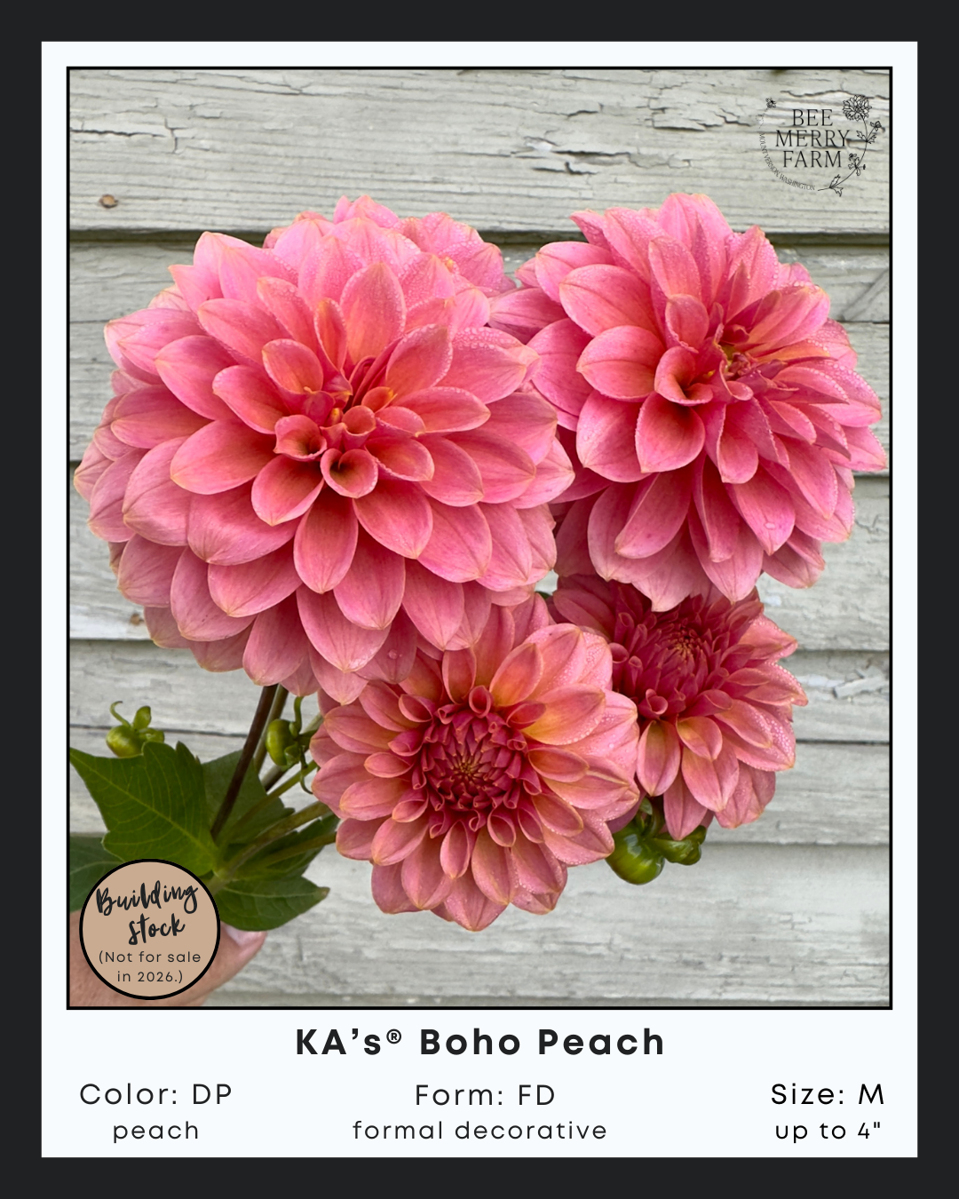 KAs Boho Peach-1.png