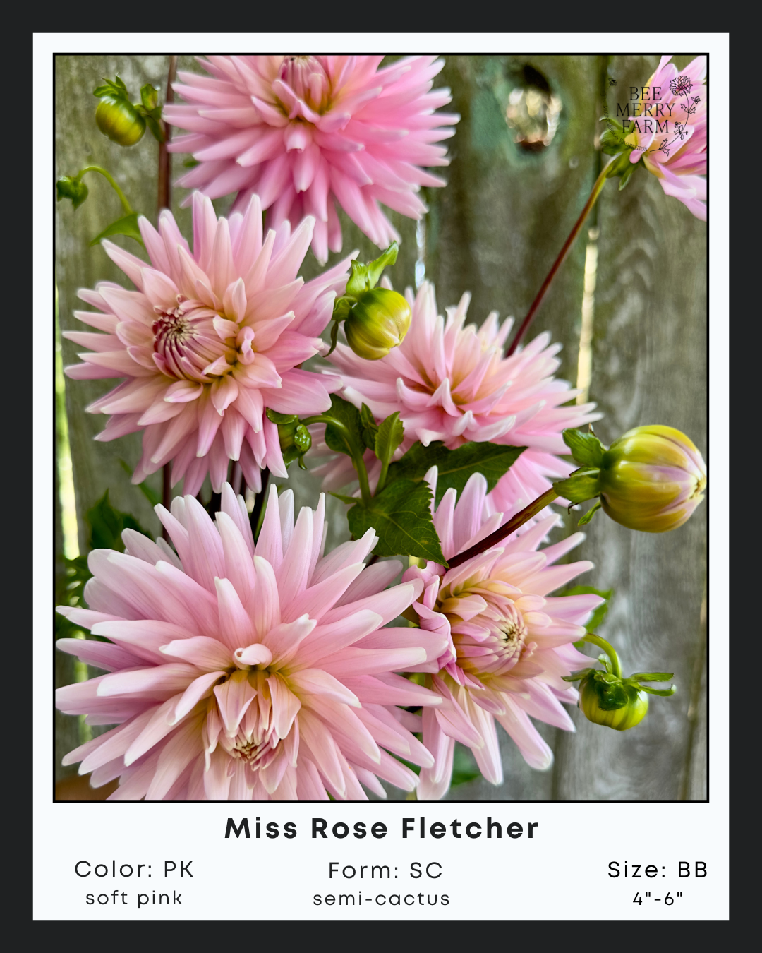 Miss Rose Fletcher-2.png