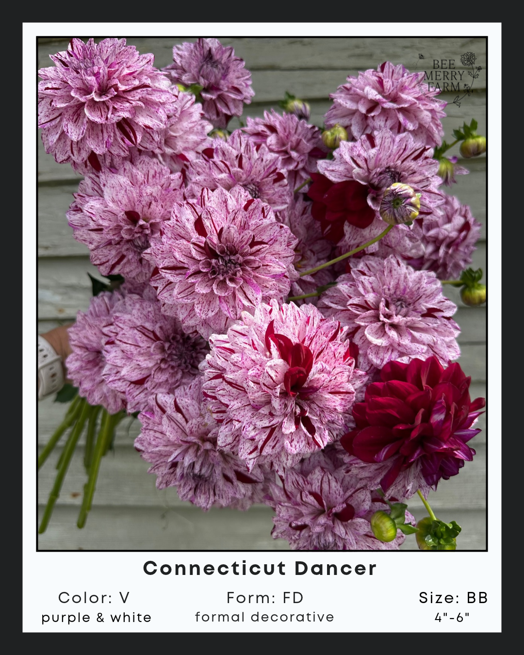 Connecticut Dancer