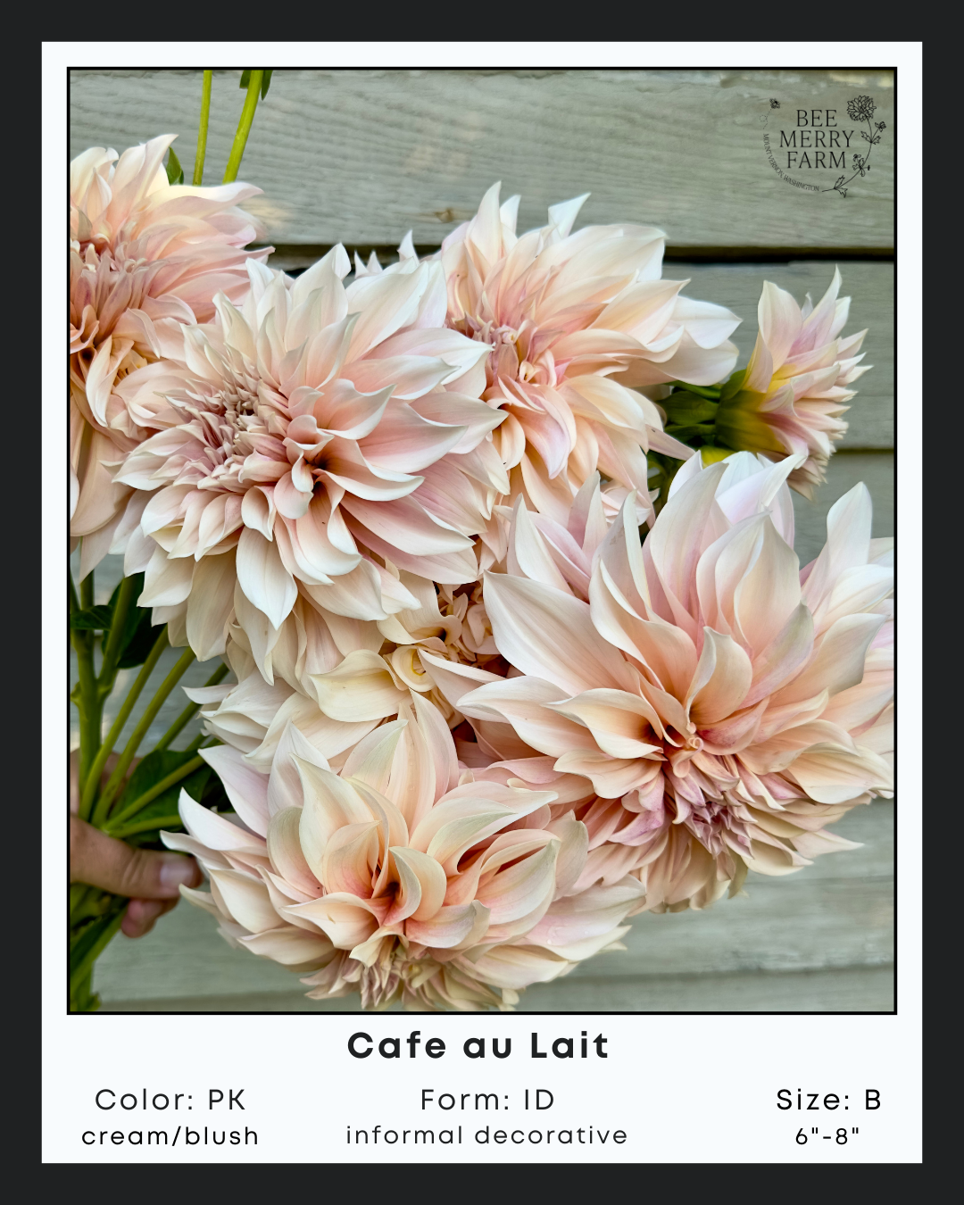 Cafe au Lait-3.png