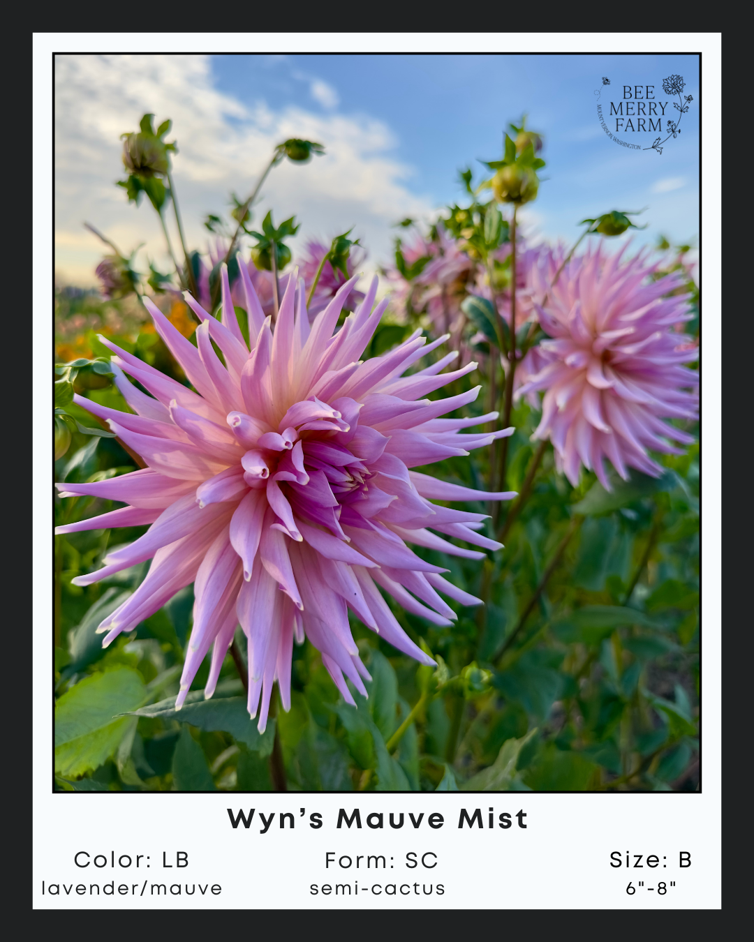 Wyns Mauve Mist-2.png