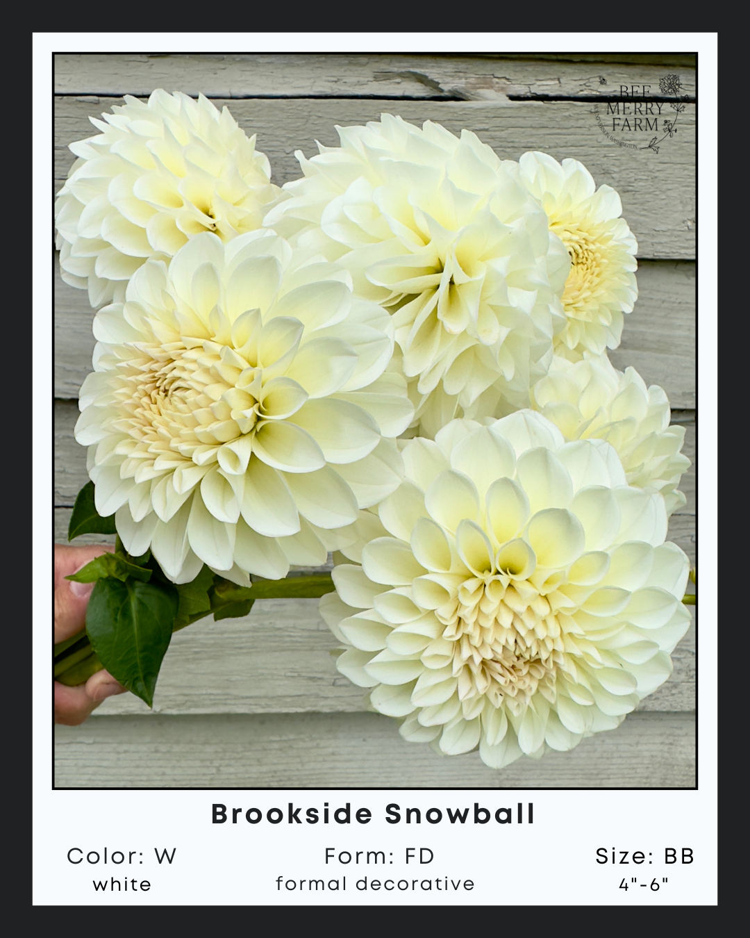 Brookside Snowball