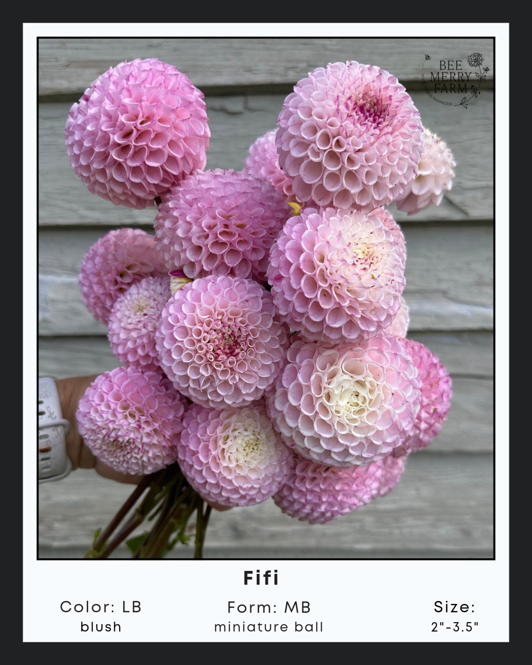 Fifi