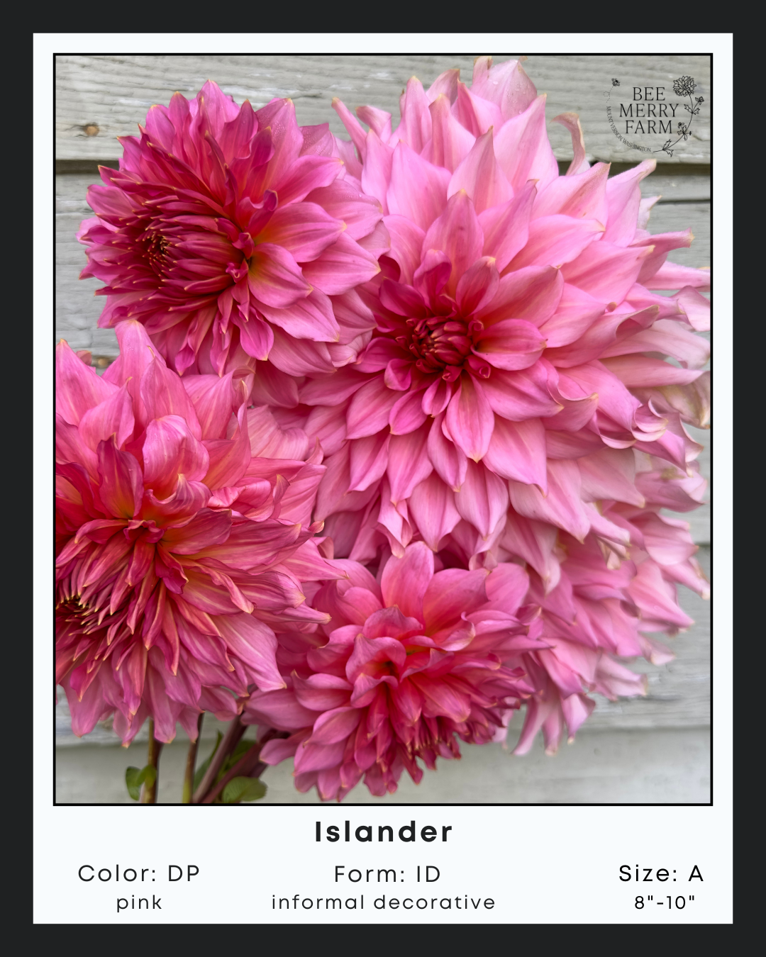 Islander