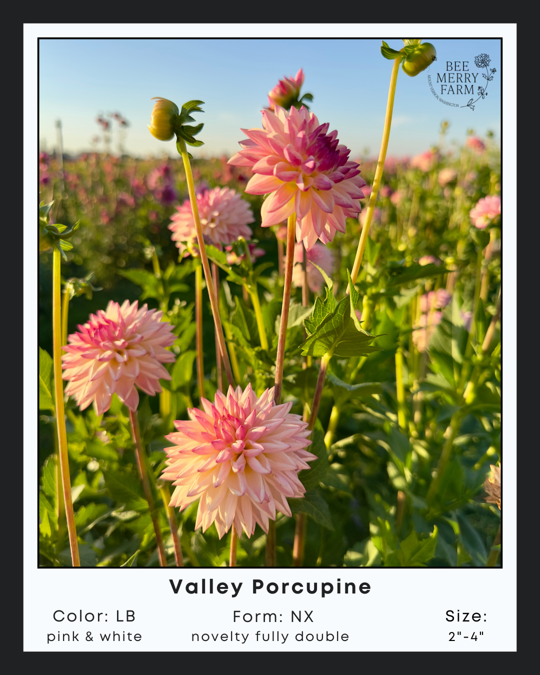 Valley Porcupine-3.png