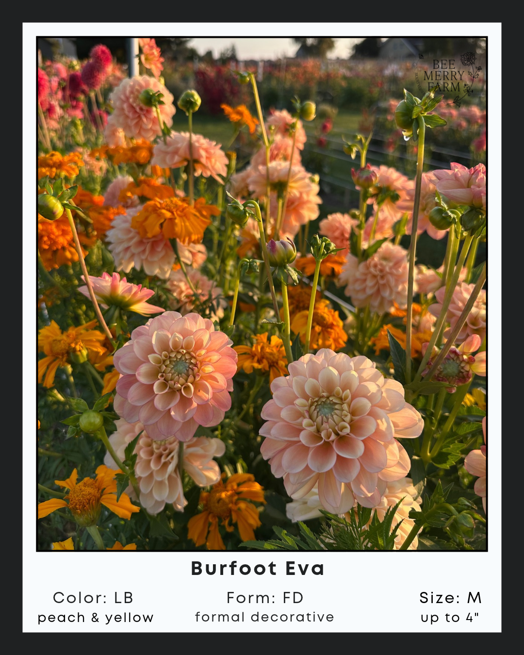 Burfoot Eva-2.png