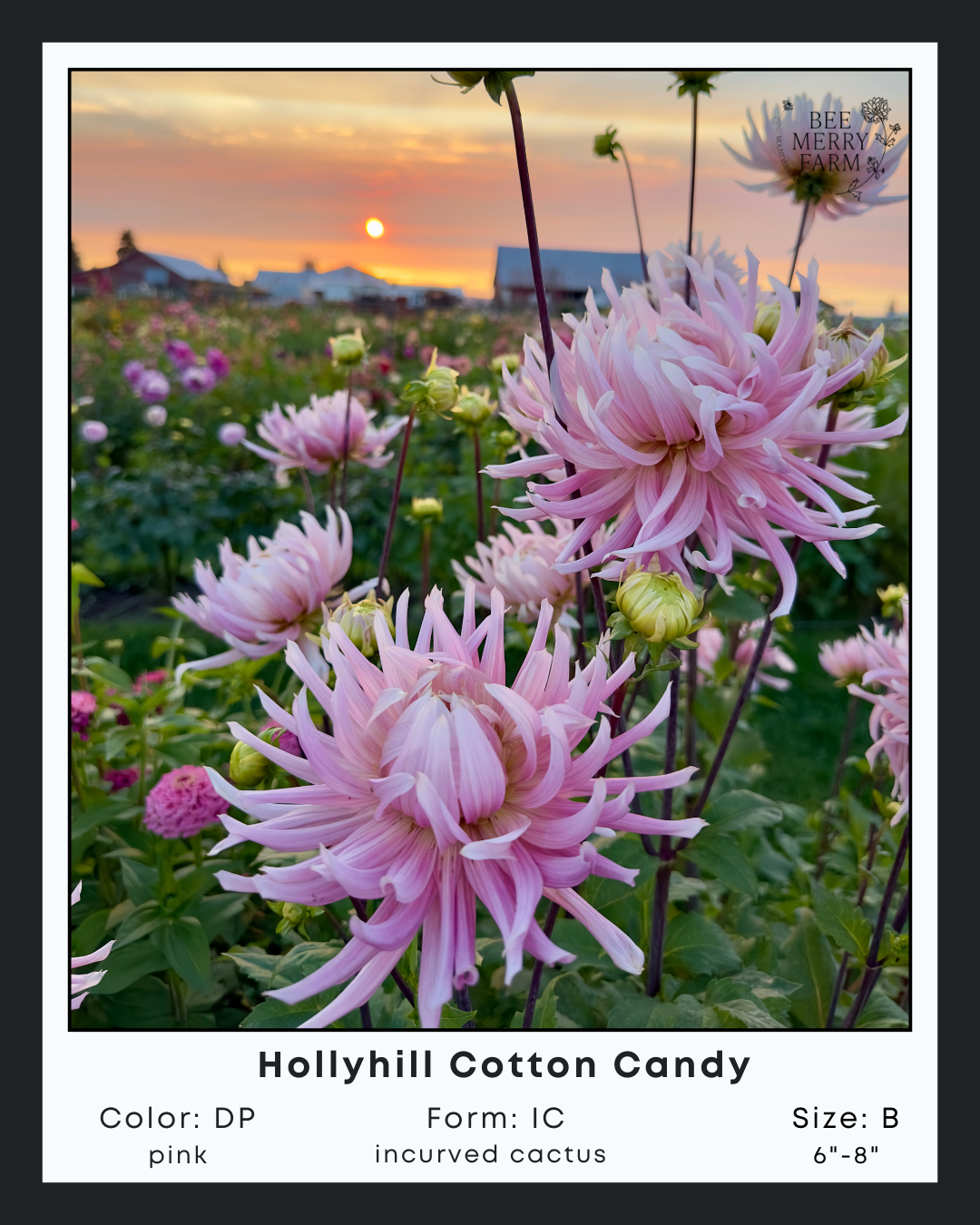 Hollyhill Cotton Candy-2.png