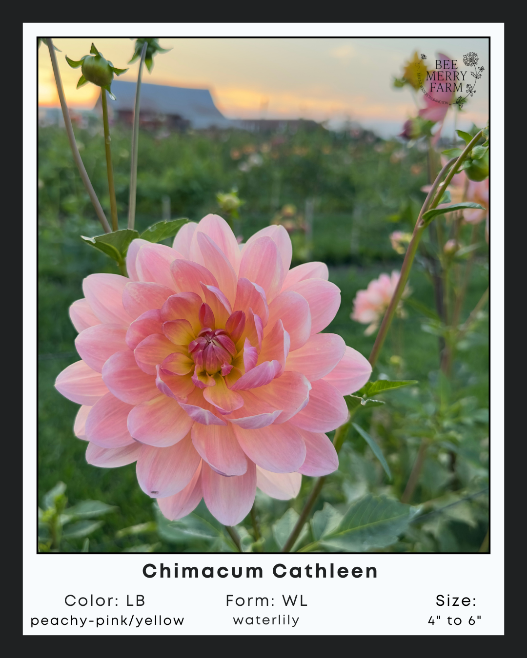 Chimacum Cathleen-3.png