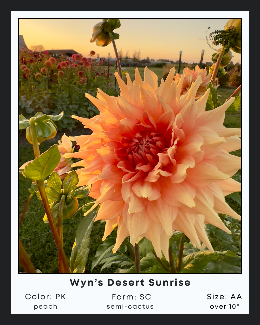Wyns Desert Sunrise.png