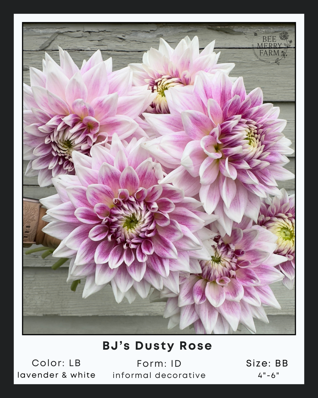 BJs Dusty Rose-2.png