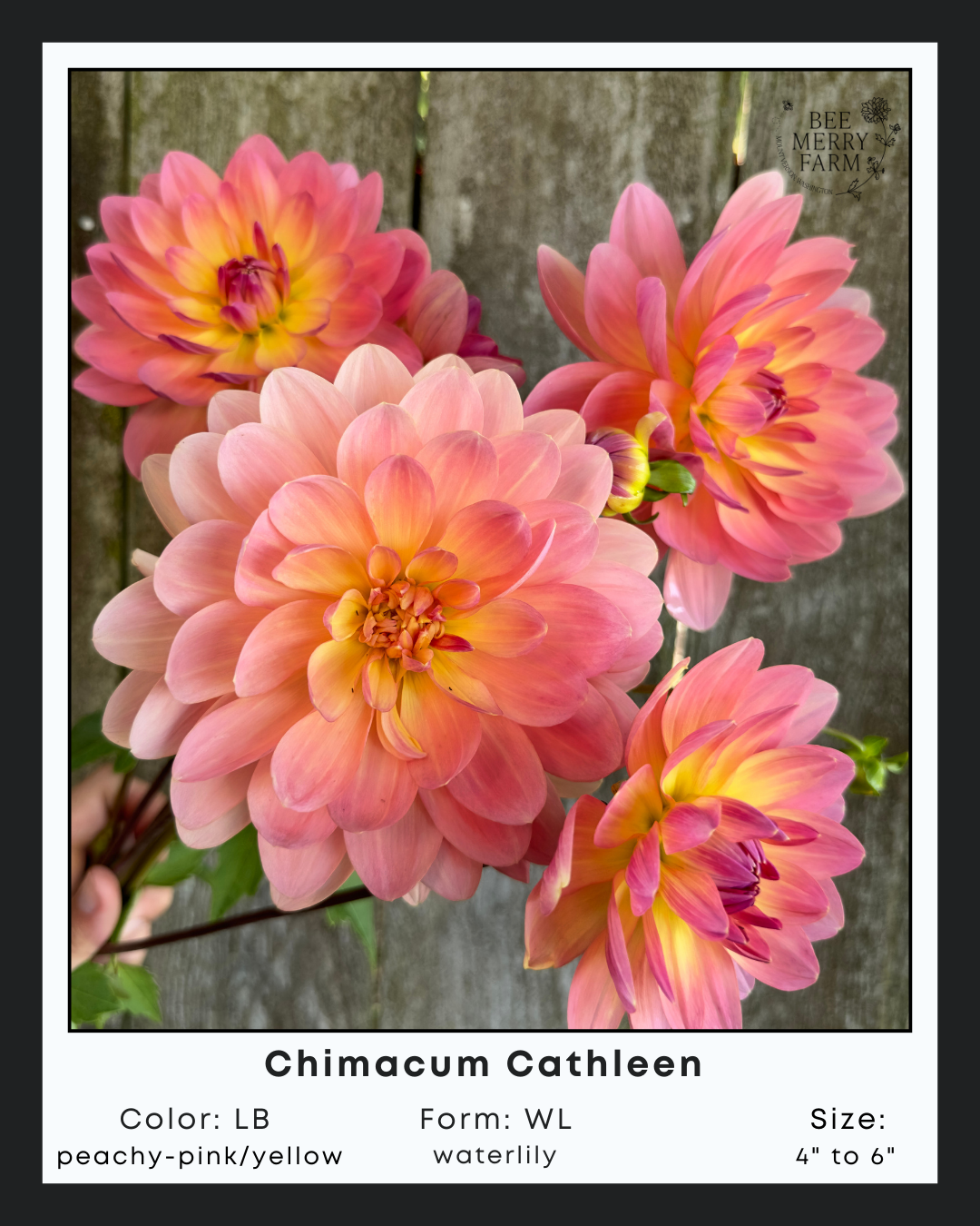 Chimacum Cathleen-2.png