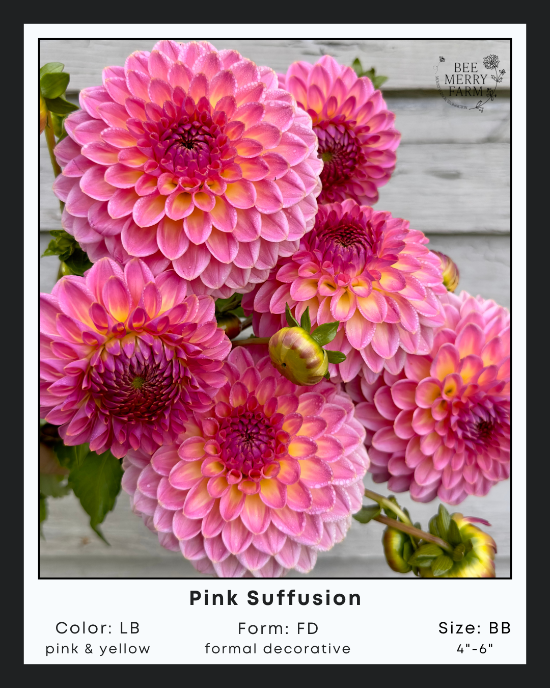 Pink Suffusion