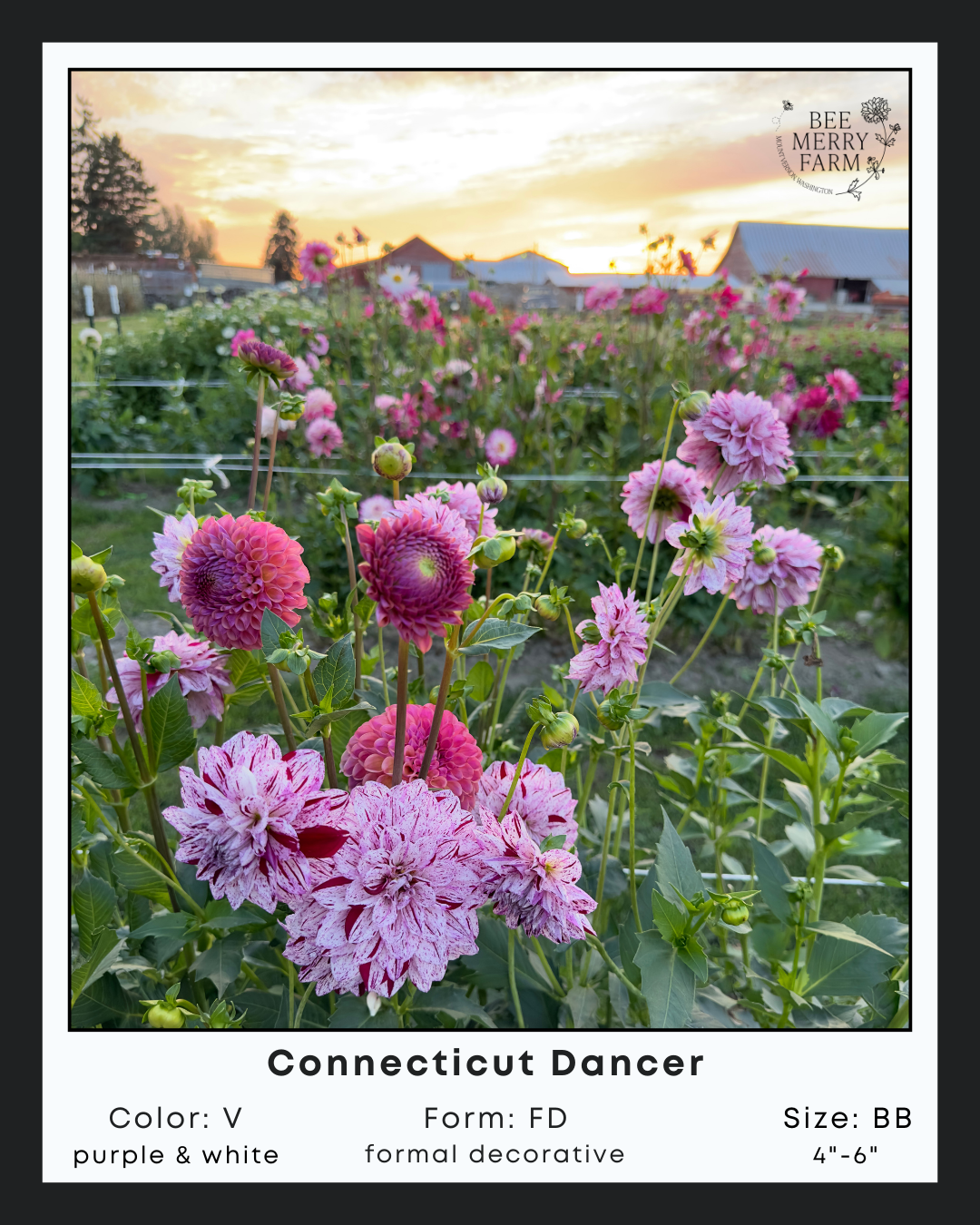 Connecticut Dancer-3.png