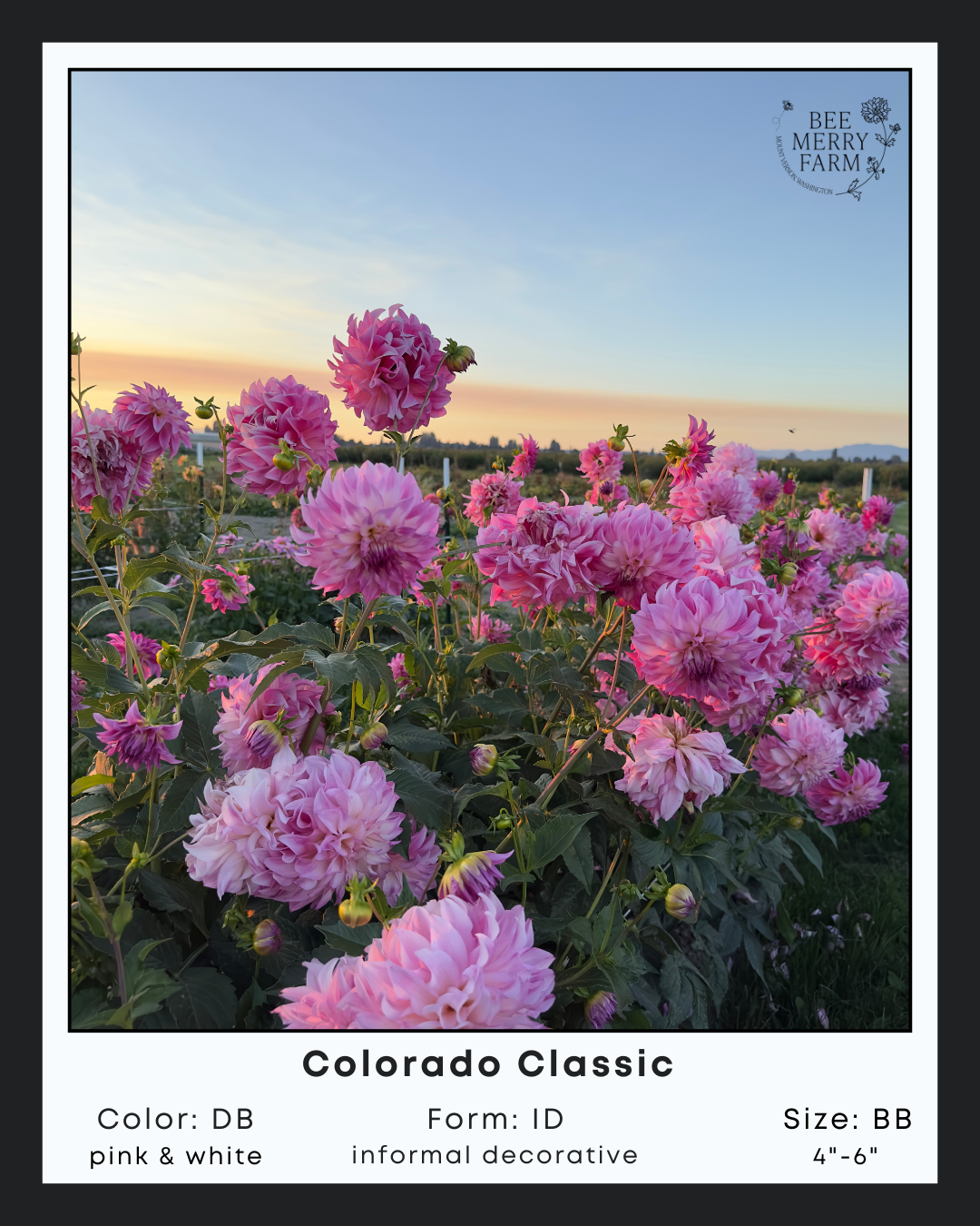 Colorado Classic-2.png