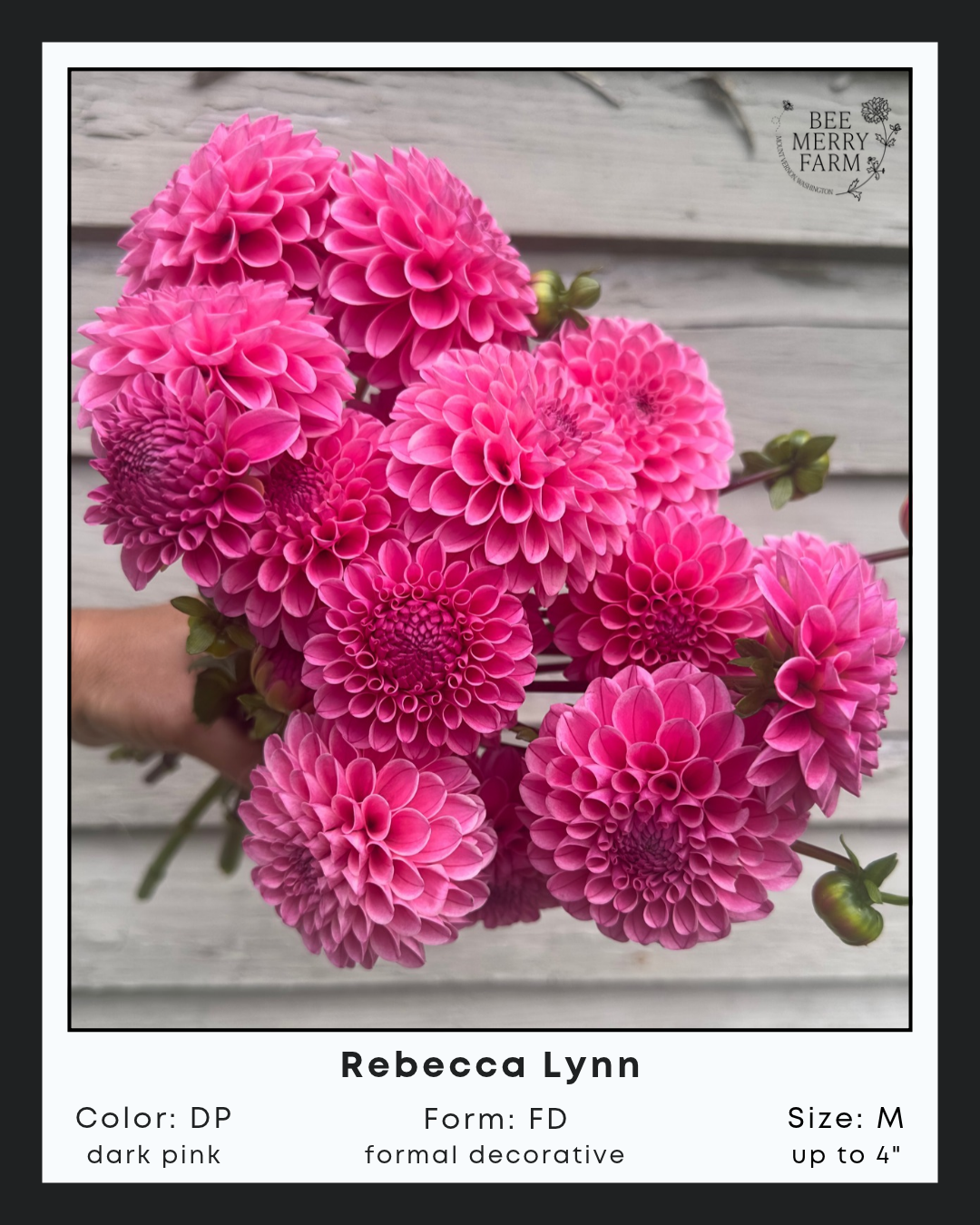 Rebecca Lynn.png