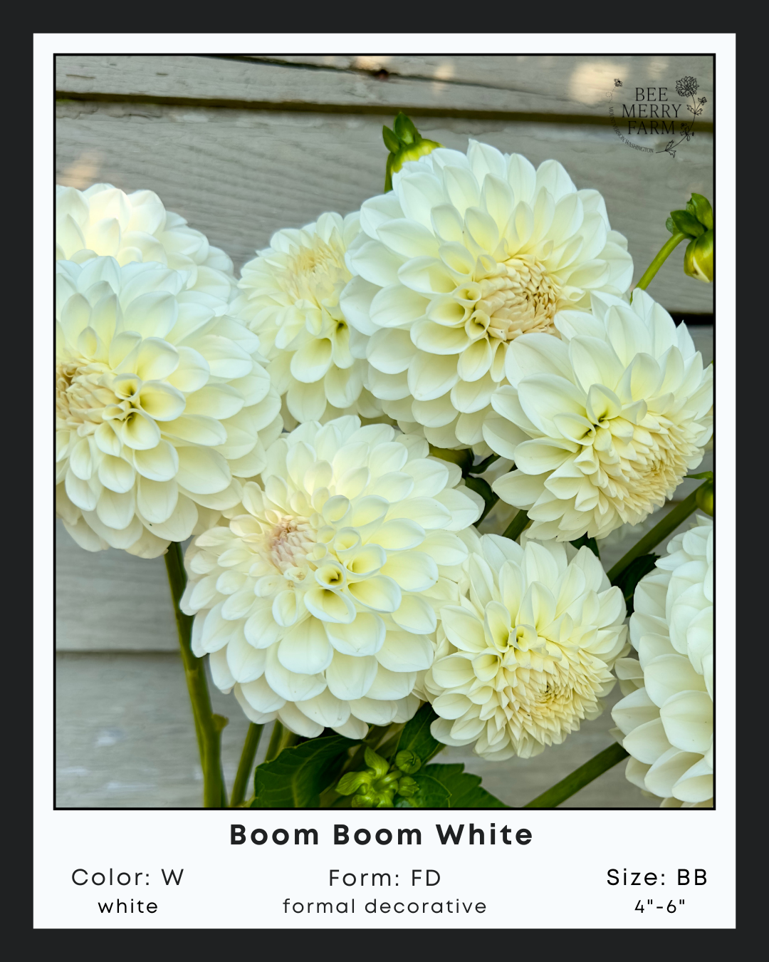 Boom Boom White-1.png